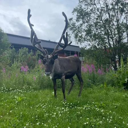 The House Of Aurora I