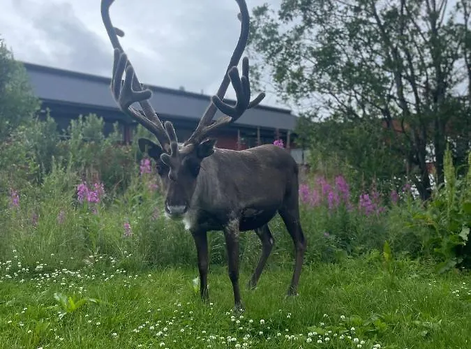 The House Of Aurora I